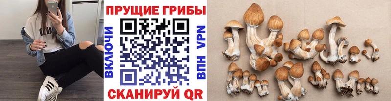 Галлюциногенные грибы Psilocybe  Купить где  Усть-Кут 